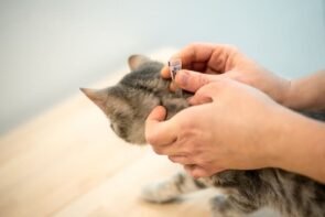 pessoa aplicando antipulgas em um gato
