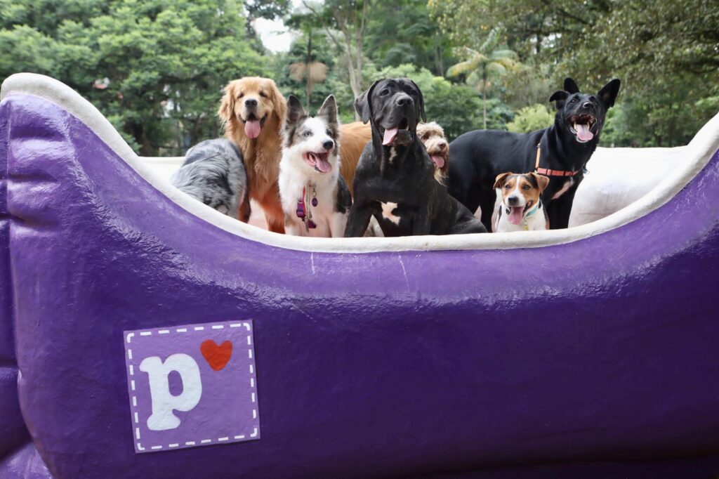 Quintal Petlove: conheça o maior cachorródromo da América Latina