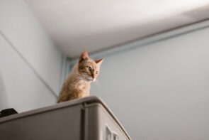 gato em cima da geladeira