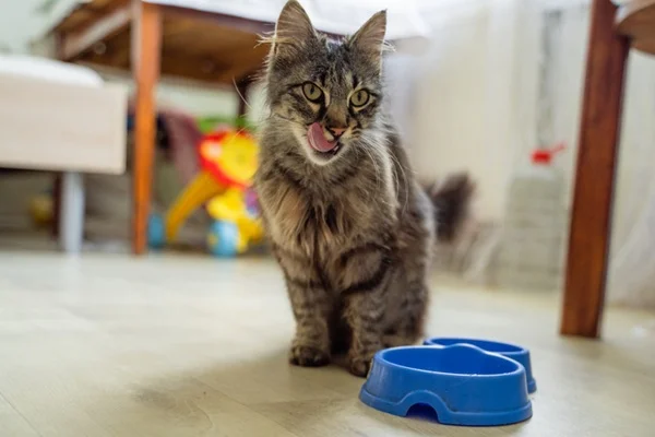 Gato comendo ração