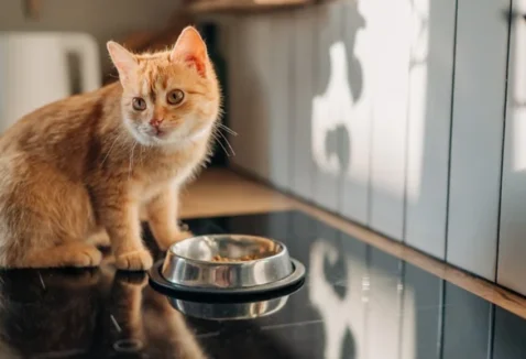 Qual a melhor ração para gatos castrados? Conheça 11 opções!