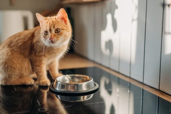 Qual a melhor ração para gatos castrados? Conheça 11 opções!