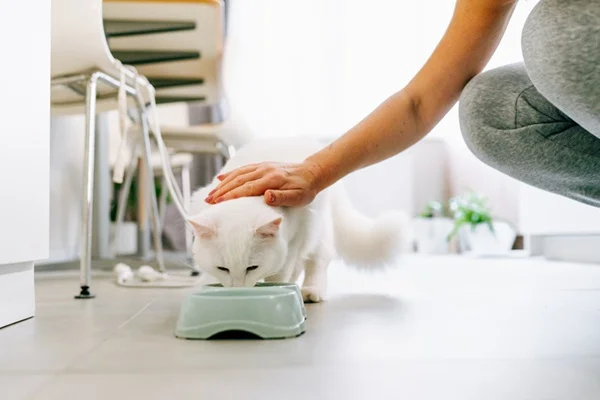 Gato sendo acariciado ao comer ração.