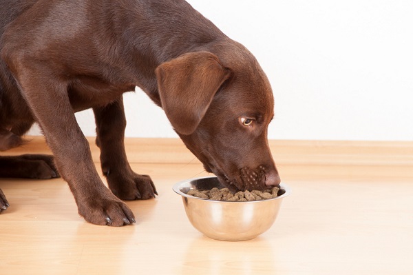 Ração Dog Chow é boa? Confira a nossa avaliação completa