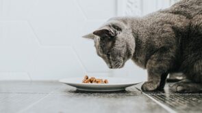 gato castrado comendo ração