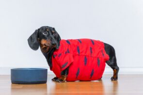cachorro castrado comendo ração