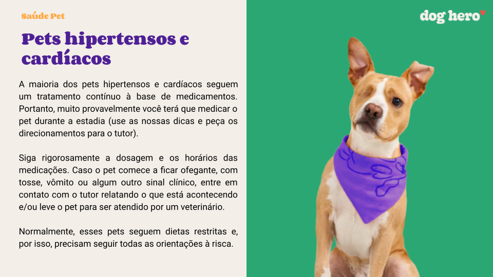 12 brinquedos e brincadeiras divertidos para gatos