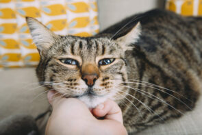 gato recebendo carinho na cabeça