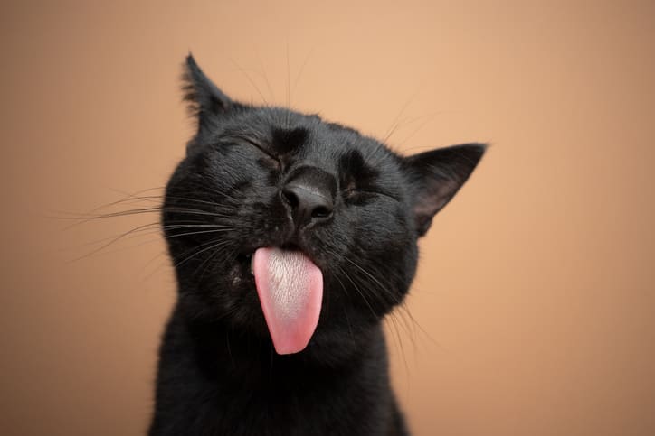 12 ideias de nomes para gato preto - NSC Total