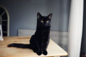 gato preto filhote sentado em uma mesa, olhando para frente