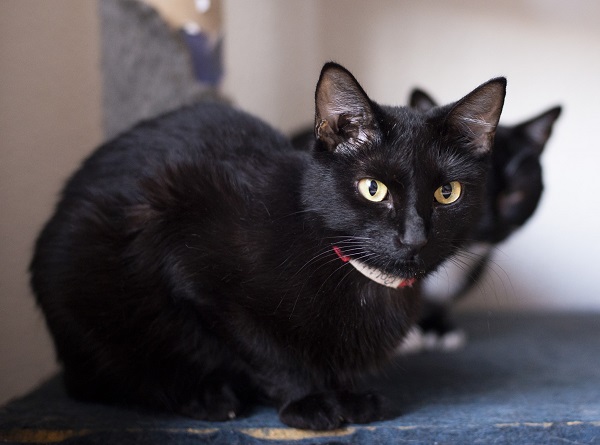 Petlove faz ação com Catland para adoção de gatos pretos