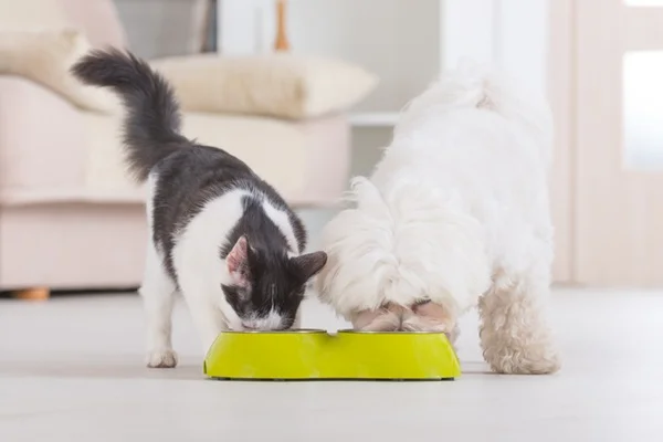 Gato e cachorro comendo ração premier boa.