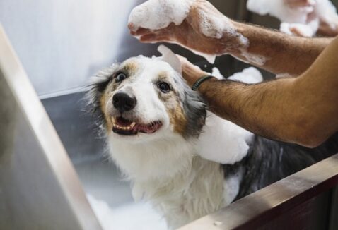 5 shampoos para cachorros: veja a nossa lista!
