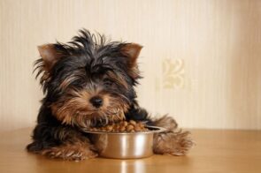 cachorro comendo ração para yorkshire