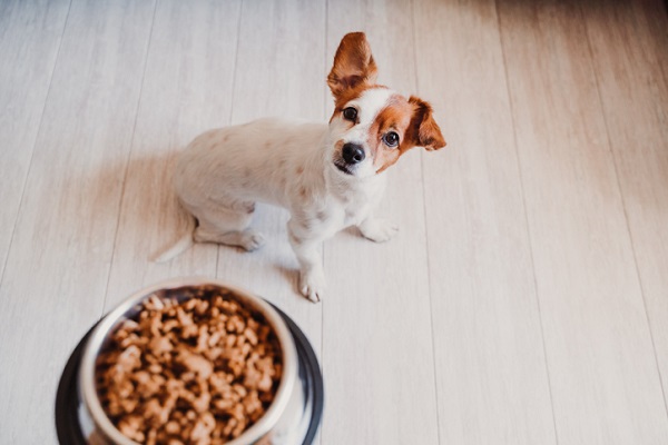 Como fazer a troca de ração sem causar desconforto ao pet