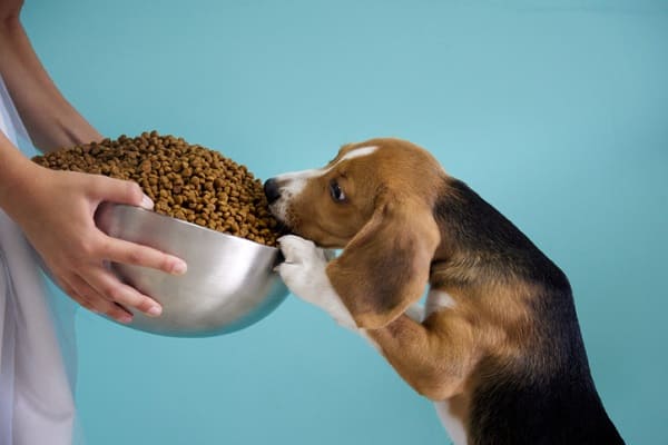 Ração Hill’s ou Royal Canin? Confira a nossa avaliação completa!