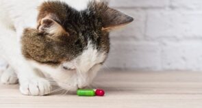 gato cheirando um comprimido de vermífugo