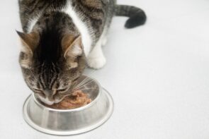 gato comendo ração úmida