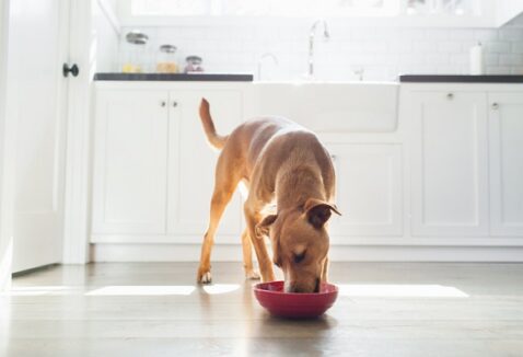 Como escolher o melhor alimento úmido para o meu cão?