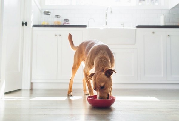 Como escolher o melhor alimento úmido para o meu cão?