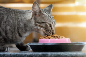 gato comendo ração whiskas