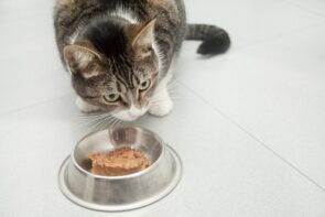 gato comendo ração úmida para gatos