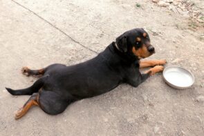 Jogo Dos Cachorrinhos Da Comida Dois E Do Híbrido De Rottweiler