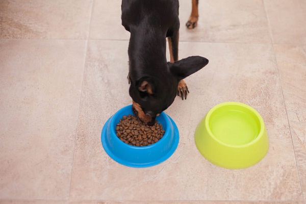 Ração para Pinscher: qual a melhor? Veja a nossa avaliação