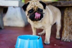 cachorro pug comendo ração para pug