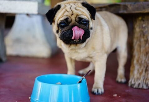 Ração para Pug: qual a melhor? Veja a nossa avaliação