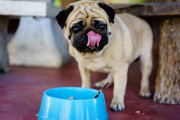 Ração para Pug: qual a melhor? Veja a nossa avaliação
