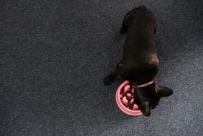 cachorro buldogue francês comendo ração para buldogue francês