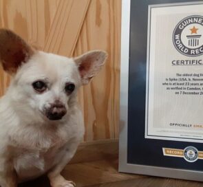 Spike, cão mais velho do mundo