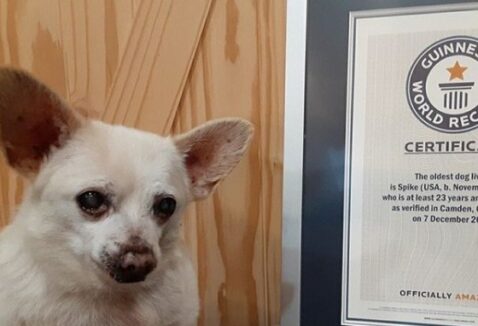 Chihuahua de 23 anos se torna o cão mais idoso do Mundo