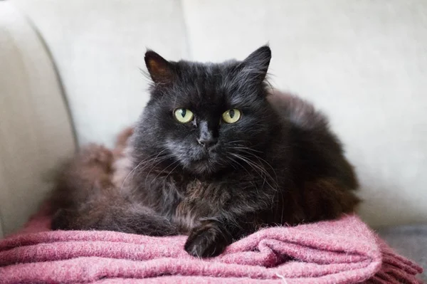 Gato preto de pelo longo