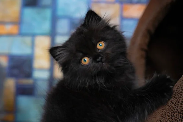 gato preto filhote