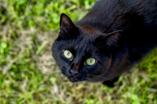 Gato preto: conheça tudo sobre esse felino fantástico!
