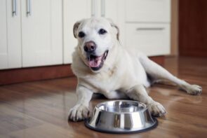 cachorro deitado ao lado de um comedouro de ração N&D