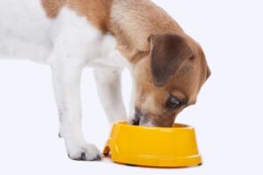 cachorro comendo ração special dog