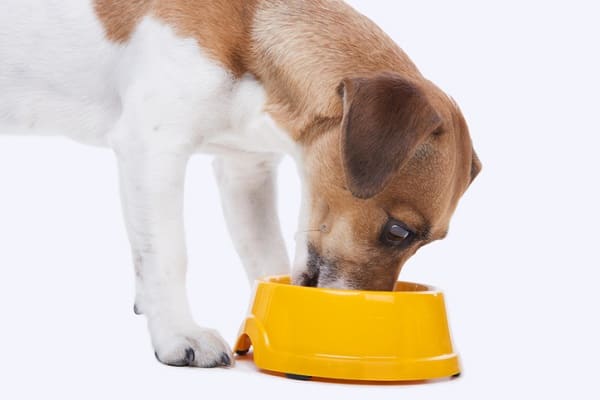 Qual ração é melhor: Magnus ou Special Dog? Avaliação completa!