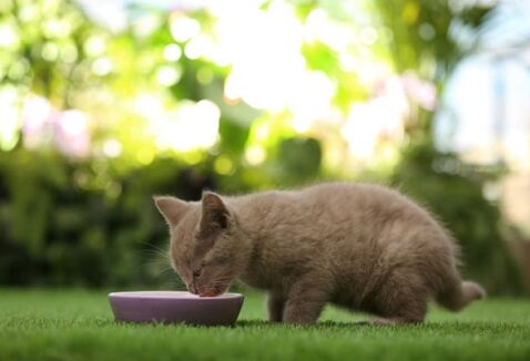 Qual a melhor ração para gatos filhotes? Veja nossa avaliação