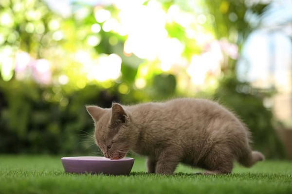 Qual a melhor ração para gatos filhotes? Veja nossa avaliação