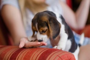 cachorrinho comendo ração para cachorro filhote na mão de uma pessoa