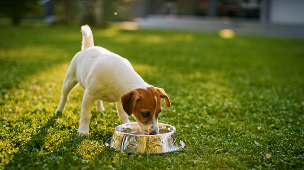 Melhor ração para cachorro filhote: confira a nossa avaliação completa