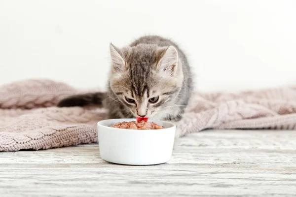Gato comendo a melhor ração para gatos filhotes
