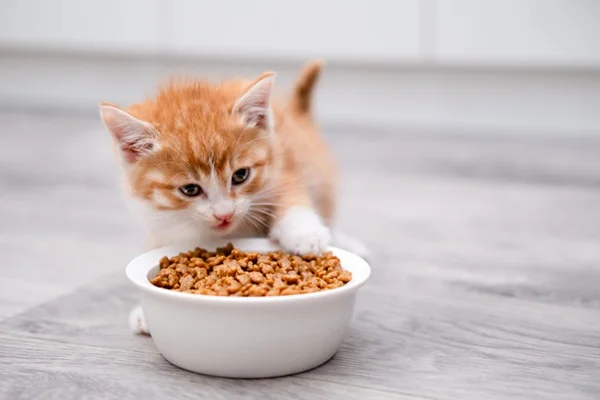 Qual a melhor ração para gatos filhotes? Conheça 10 opções