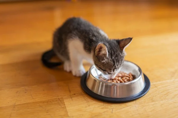 Gato comendo a melhor ração para gato filhote