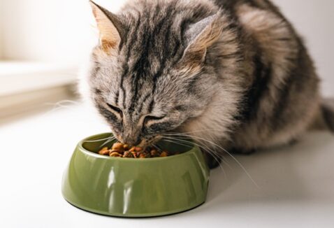 Tipos de gastrite em gatos, seus sintomas e prevenção
