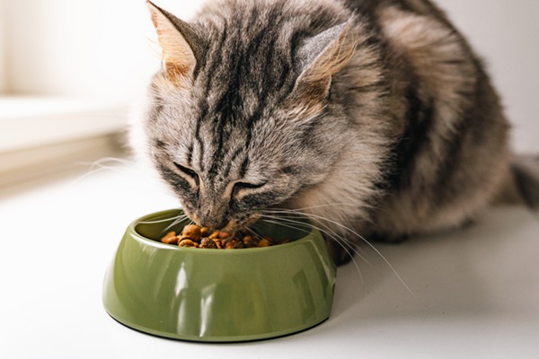 Ração para gatos idosos: conheça as melhores opções!