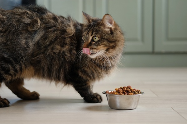 Gato idoso castrado comendo ração.